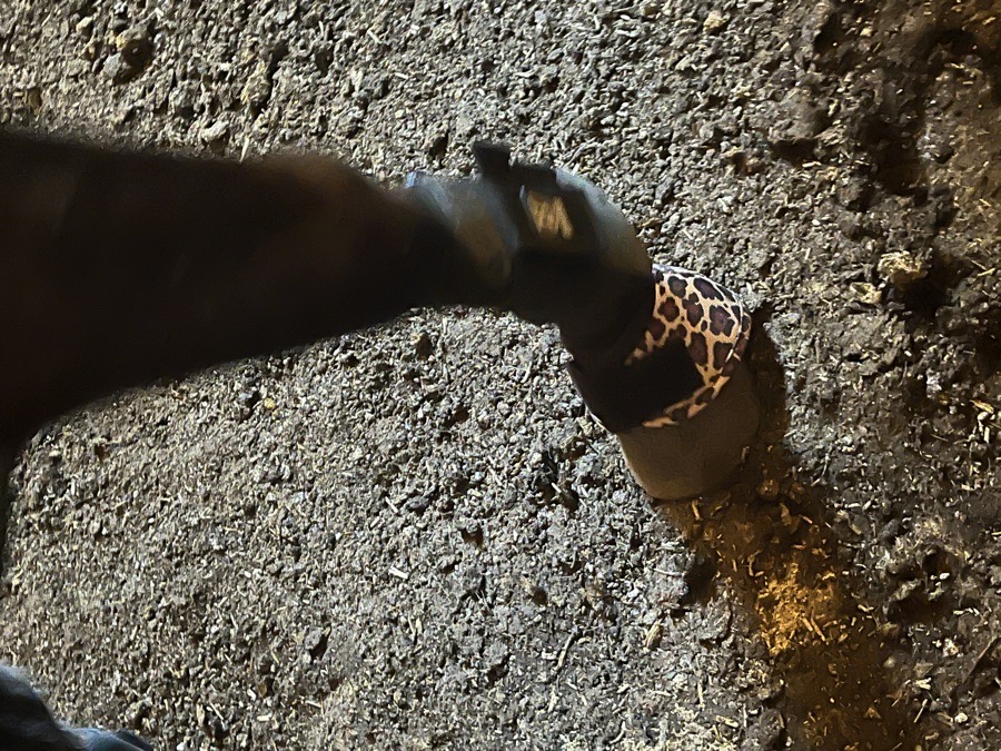 Cheetah print bell boots
