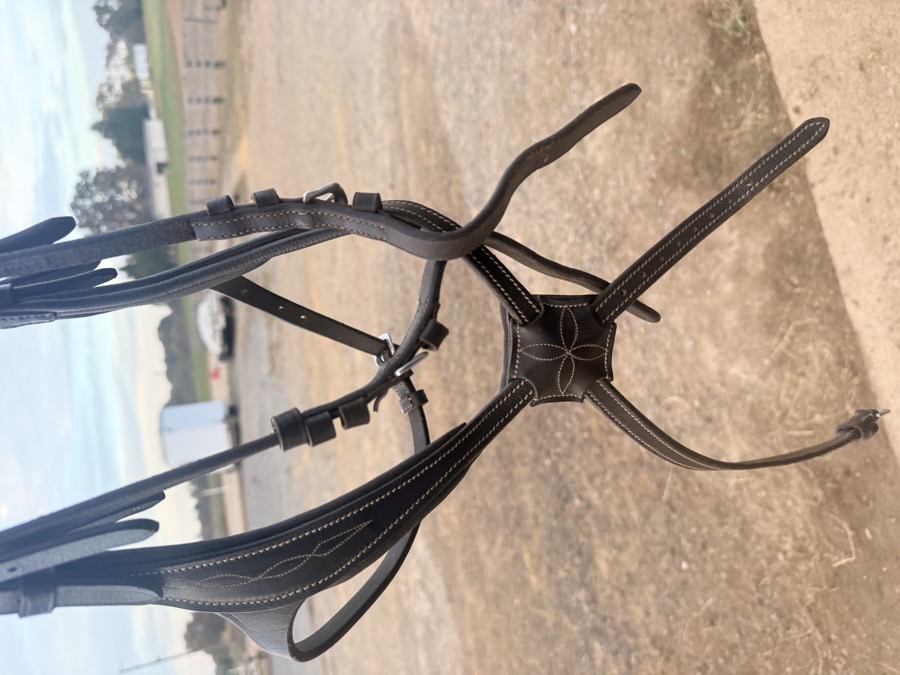 Amore figure eight grackle anatomical cob bridle