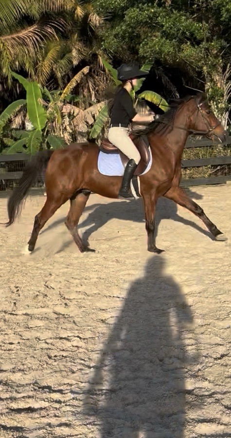 Periwinkle saddle pad