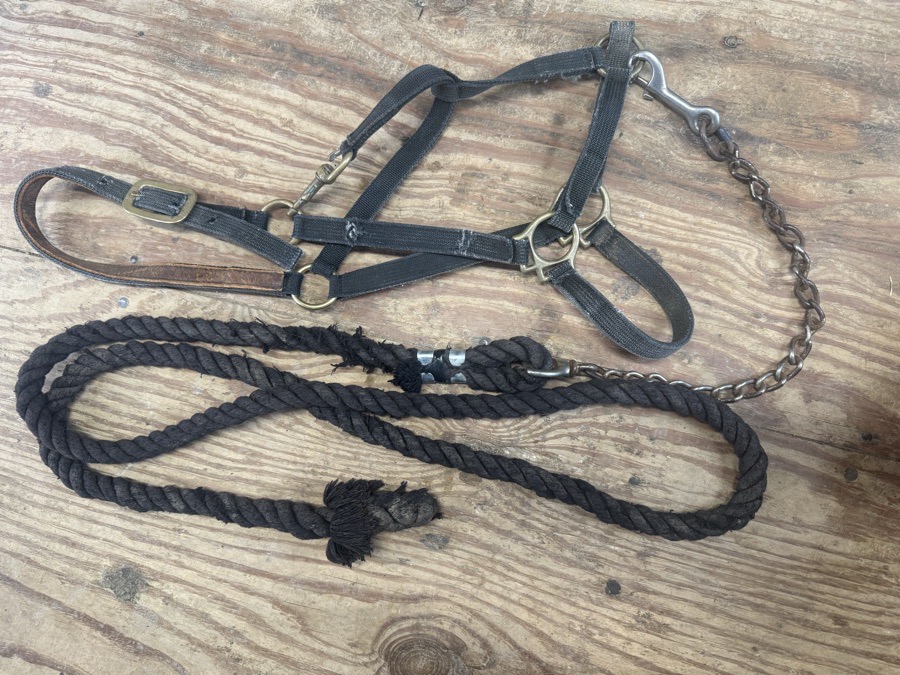 WALSH Halter and leadrope