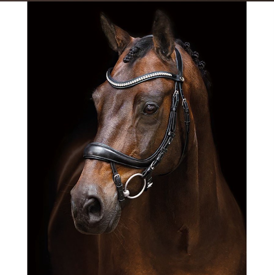 Schockemöhle Equitus Beta Bridle