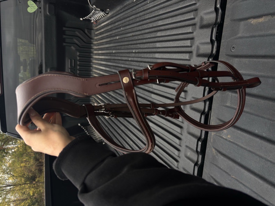 DOVER CIRCUIT Bridle Horse