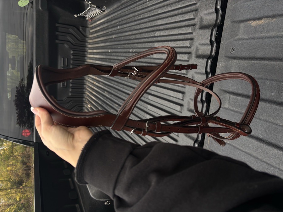 DOVER CIRCUIT Bridle Horse