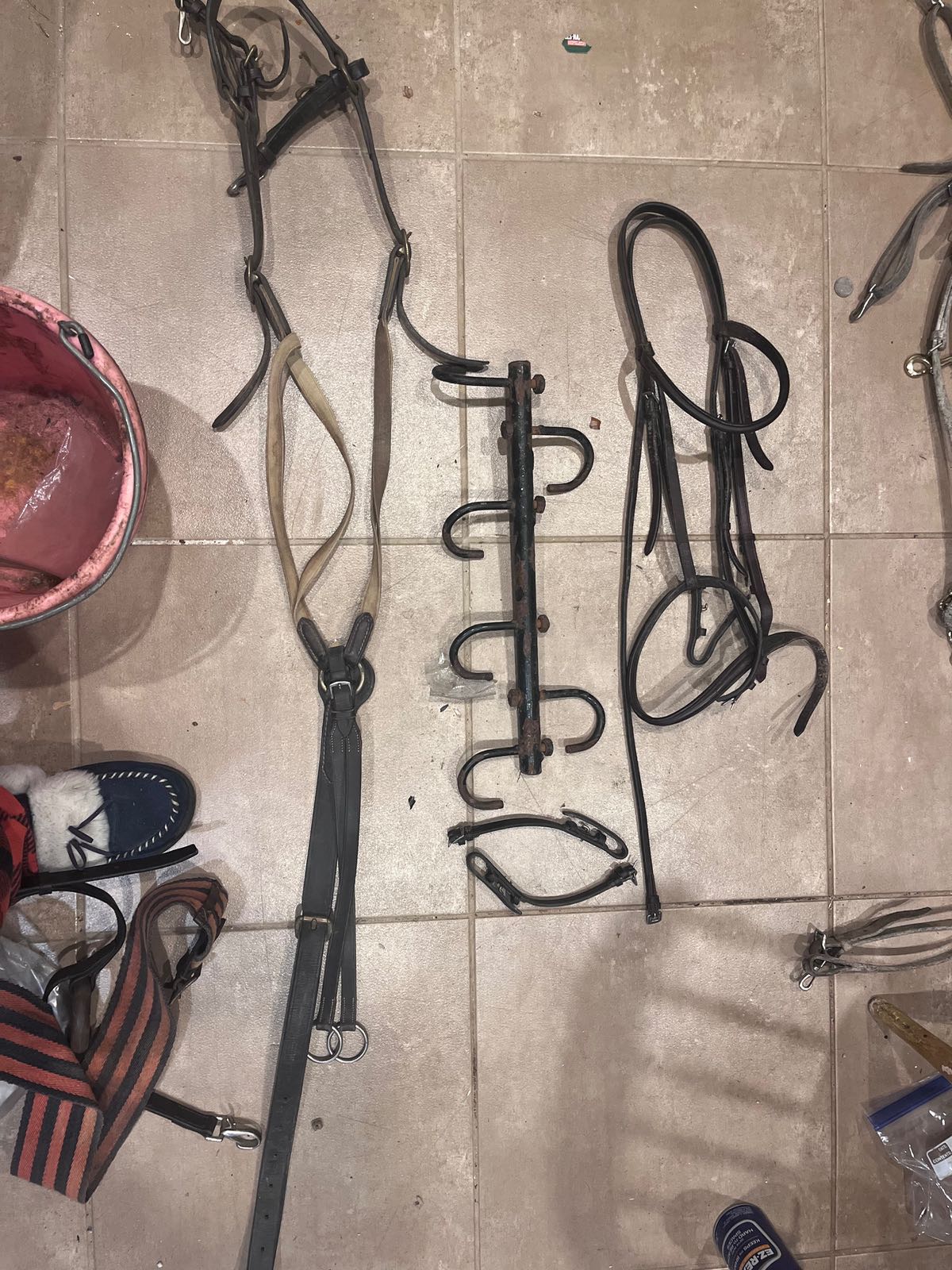 Martingale , bridles, draw rein setup