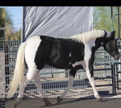 Fancy Pinto Sporthorse mare
