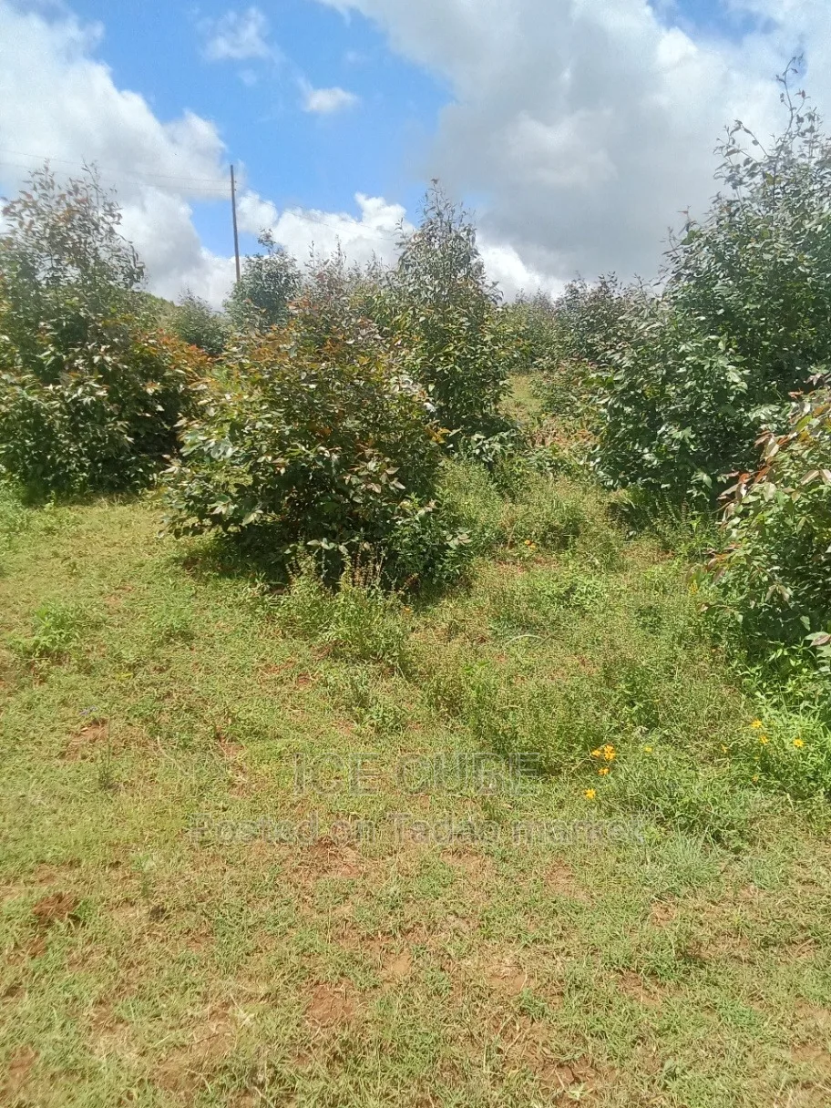 50 by 100 ndiguini Kikuyu 3