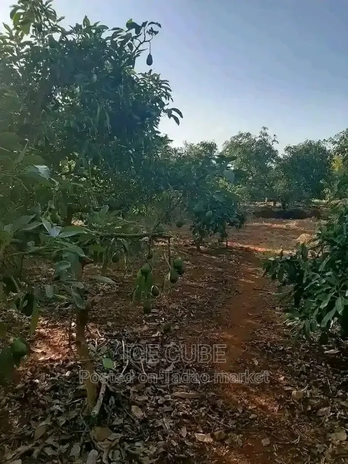 Coffee farm 2