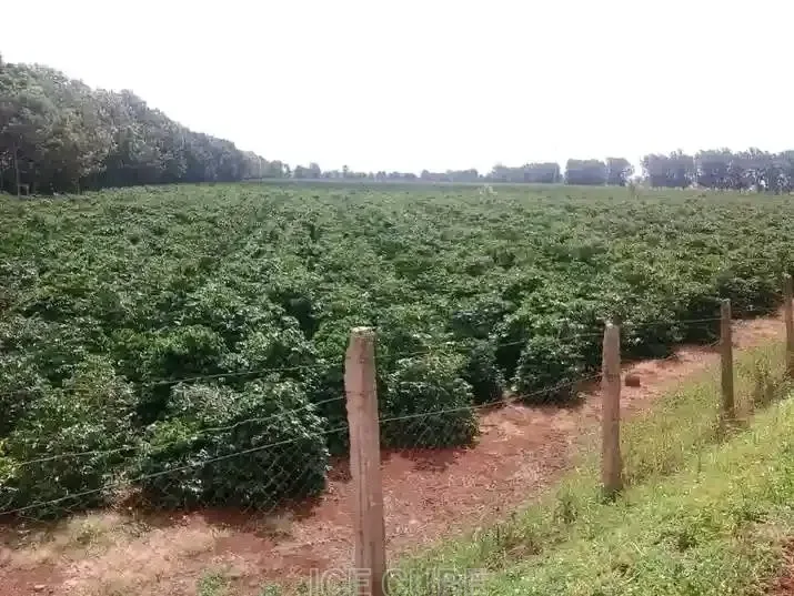 Coffee farm 3