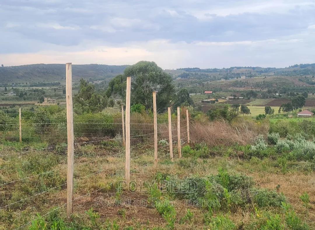 Prime Plots in Kamangu 4