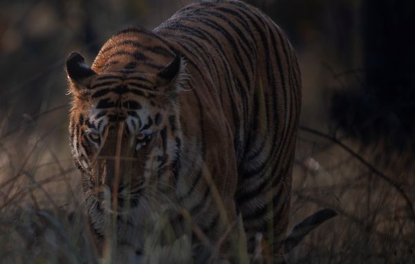 Image from Firebase Storage