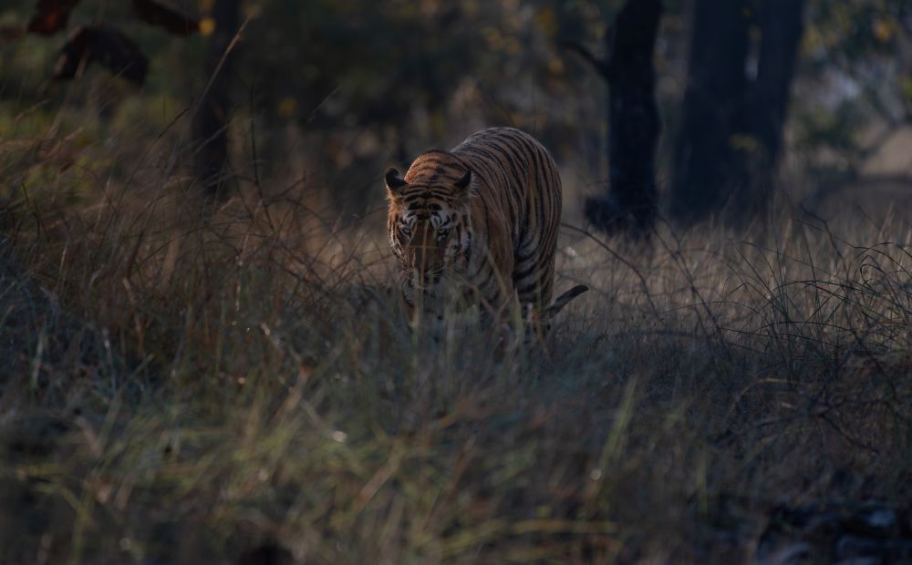 Image from Firebase Storage