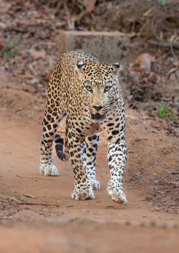 Image from Firebase Storage