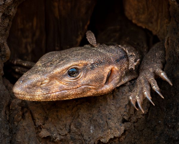 Image from Firebase Storage