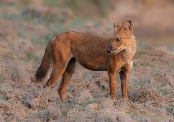 Image from Firebase Storage