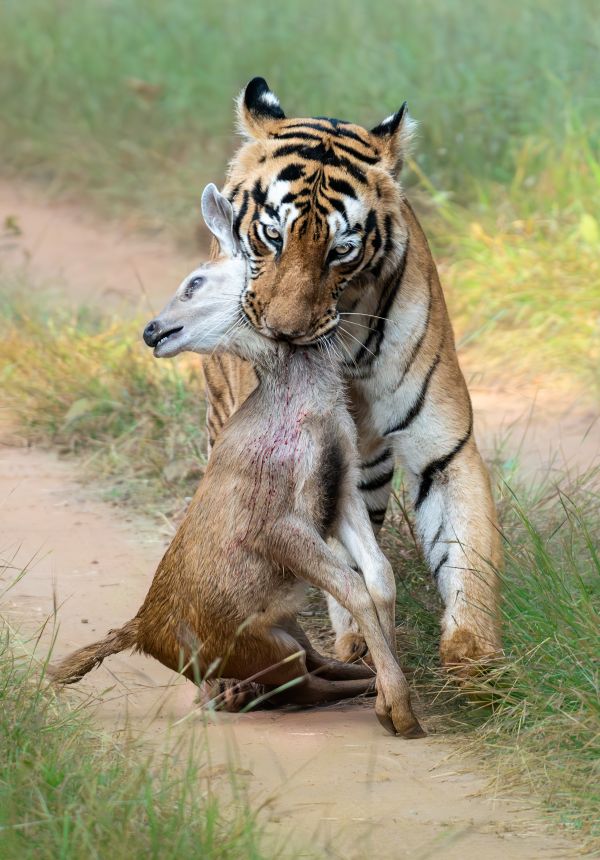 Image from Firebase Storage