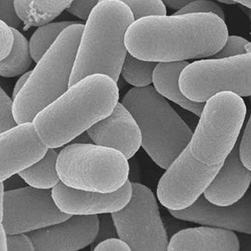Lactobacillus Ferment