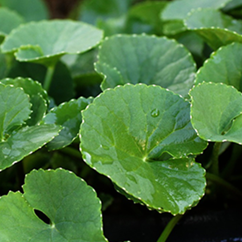 Centella Asiatica Extract
