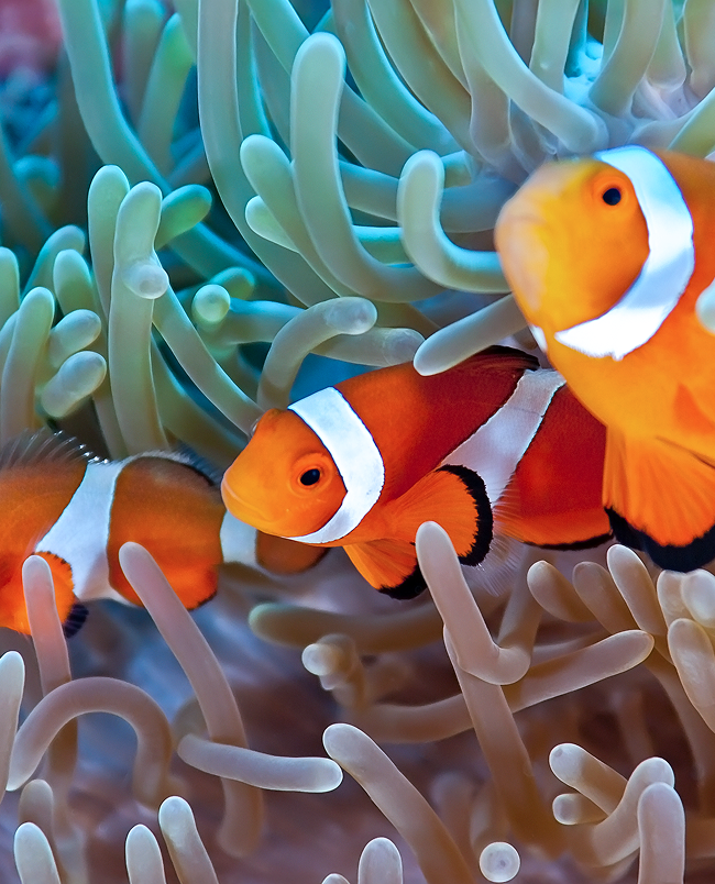 Marine Ecosystem Protection