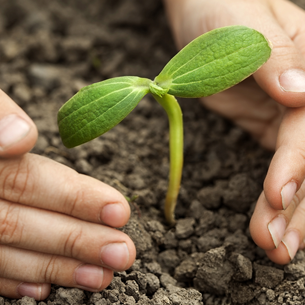 Sustainability