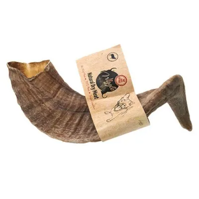 קרן כבש בר