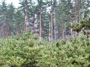 Young Eastern white pine trees