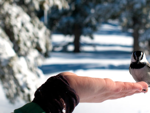 person holding white and black bird during daytime
