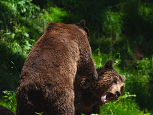 Two brown bears engage in a playful or possibly aggressive interaction in a lush green forested area at Alternativer Bärenpark Schwarzwald, Germany. The moment captures raw animal behavior in a natural sanctuary setting, emphasizing the strength and social dynamics of these majestic creatures.