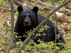 a black bear is sitting in the woods