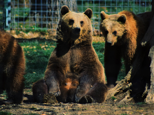 Created in the memory of the bear Maya, Libearty Bear Sanctuary is now home for over 90 brown bears, all of them rescued from a cruel and abusive life, spent in captivity. Acknowledged by many specialists as probably, the best bear Sanctuary in the world, Libearty covers more than 69 hectares of luxuriant forest with rivers and ponds, on the territory of Zărnești, a town at the bottom of the Carpathians, close to Brașov.