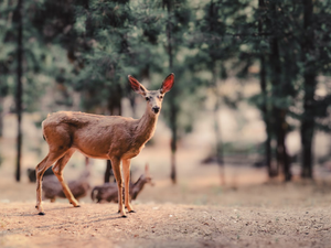 a deer standing in the middle of a forest