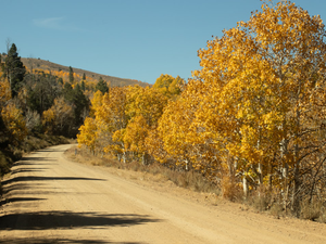 Dirt road in Yosemite, yellow fall leaves on aspen trees and evergreens