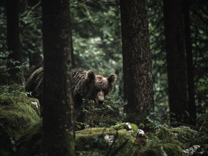 a beautiful wild bear appears after a long wait in a slovenian forest. My instagram: @didiofederico www.fdsmilano.it Federico Di Dio | FDS Milano