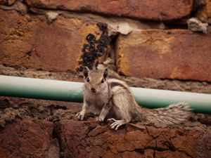brown squirrel on blue metal bar