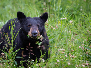 Black bear eating grass.