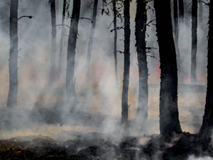 Smoke and glowing embers dominate the forest as wildland firefighters battle the last of the flames of the Harding Fire in north east Saskatchewan