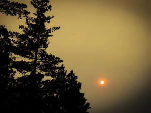 the sun is setting behind a tree in the fog