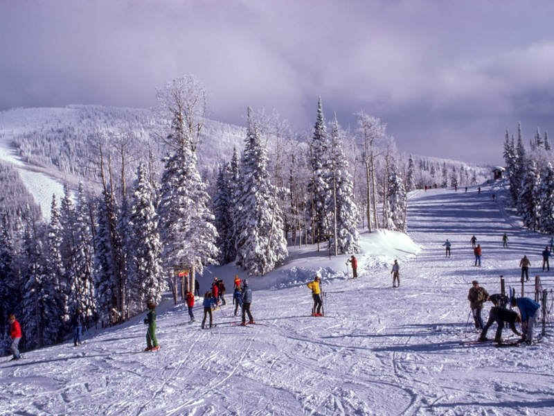 Skiing between the snow-topped trees