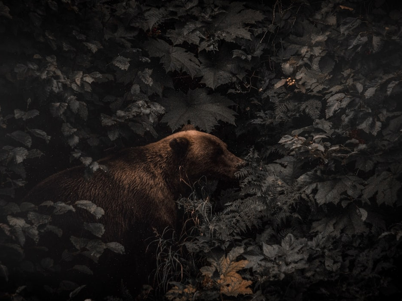 brown bear beside plants and trees