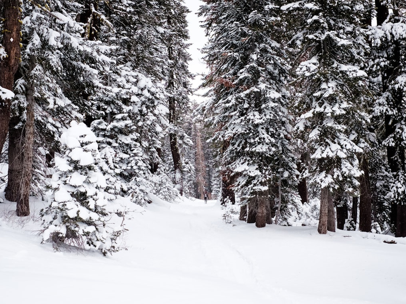 Lake Tahoe winter forest