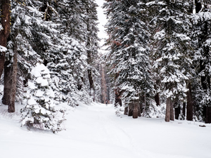 Lake Tahoe winter forest