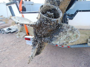 Aquatic Invasive Species: Mussel fouled propeller from Lake Mead, Arizona