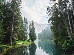 body of water surrounded by pine trees during daytime