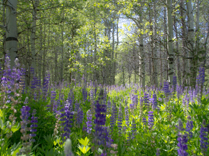 South Lake Tahoe Wildflowers