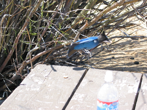 20040429 Lake Tahoe Cycling - Picknick Bluebird 2