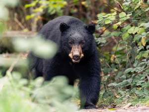 A black bear walks through green foliage.
