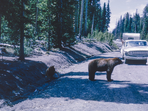 Bear crossing the highway, 1970s America
