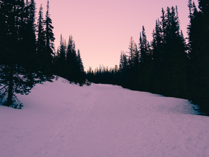 landscape photography of trees and snow