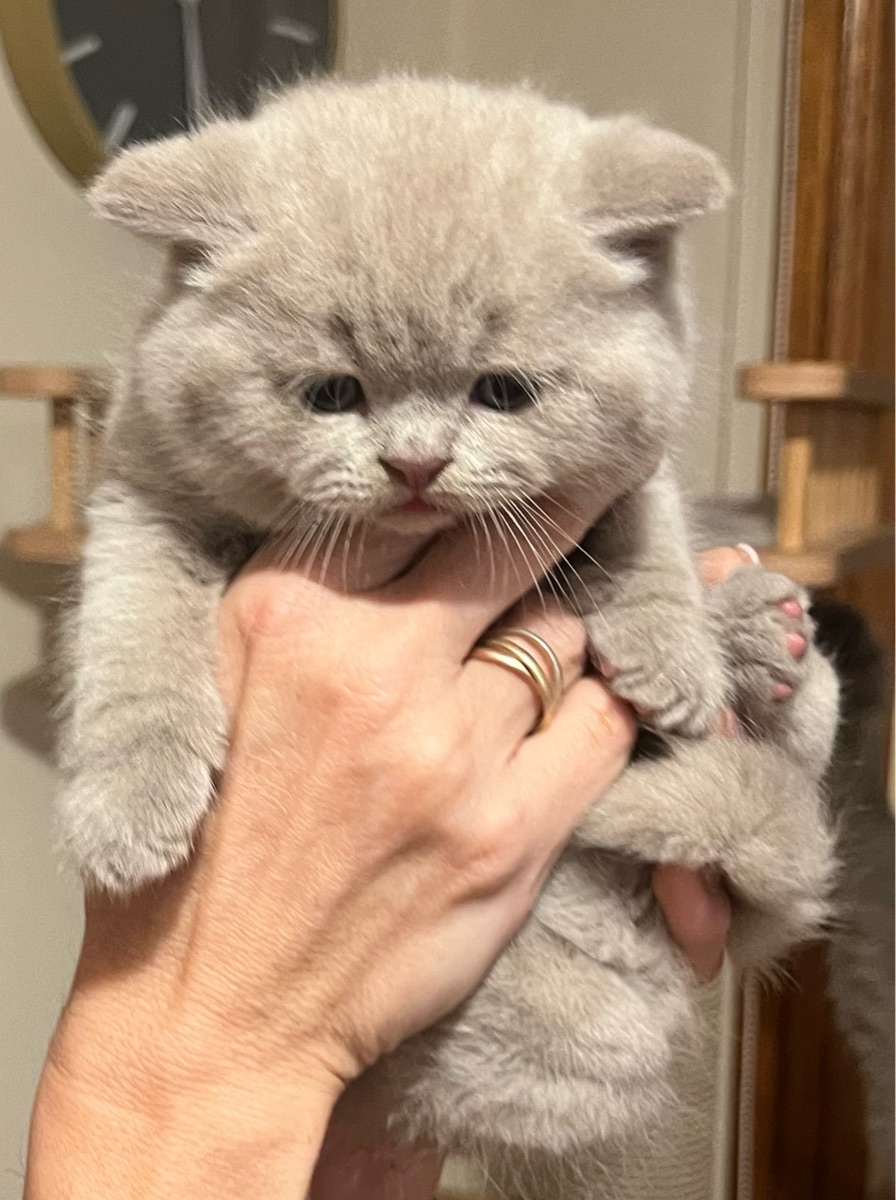 Ritzykitz British Shorthair