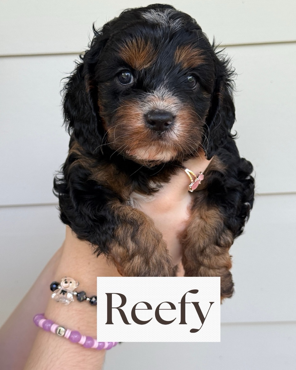 Reef