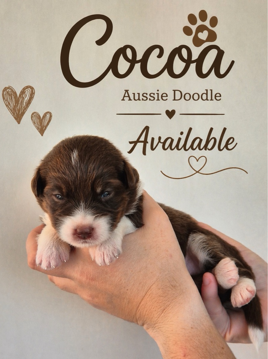 Aussie Doodles